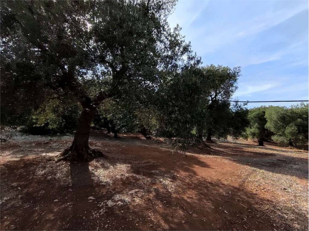 Terreno a Carovigno - Foto 2
