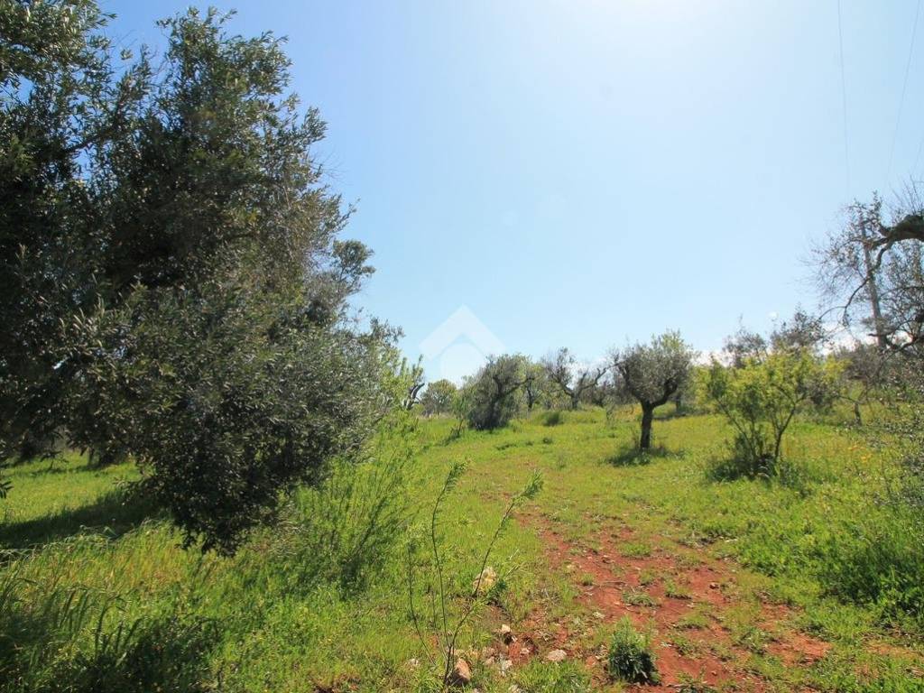 Terreno a Ostuni - Foto 4