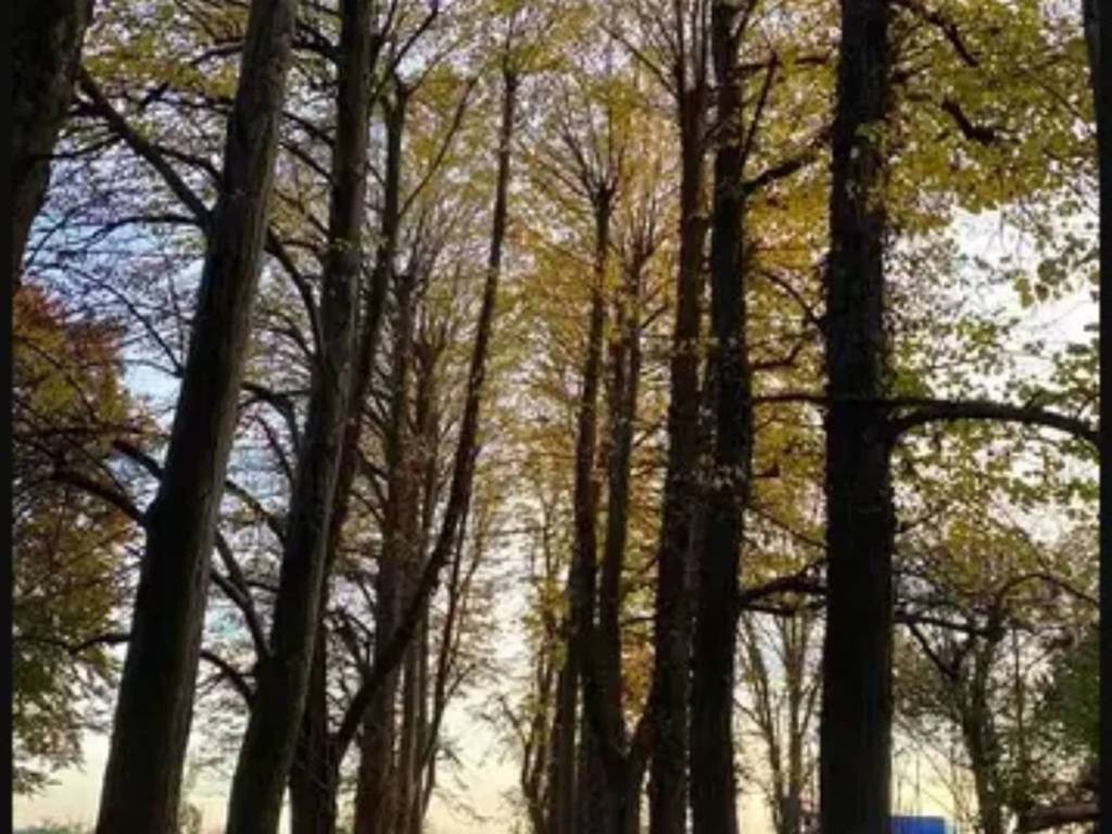 Rustico / casale a Mogliano veneto in Via Bonisiolo - Foto 4