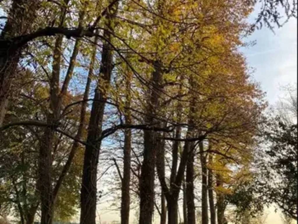 Rustico / casale a Mogliano veneto in Via Bonisiolo - Foto 5