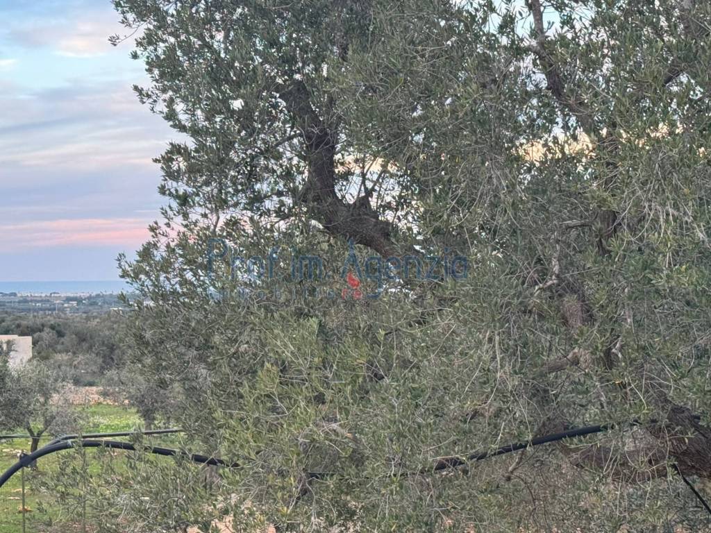 Rustico / casale a Carovigno - Foto 5