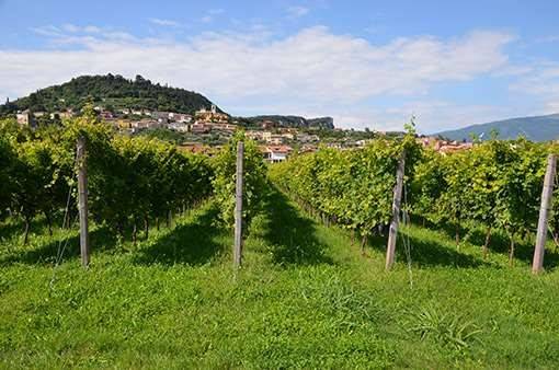 Terreno a Bardolino - Foto 3