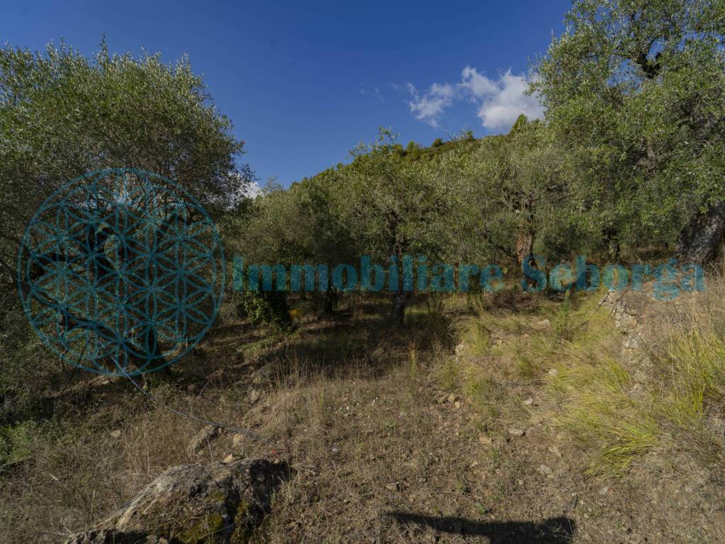 Terreno a Dolceacqua - Foto 3