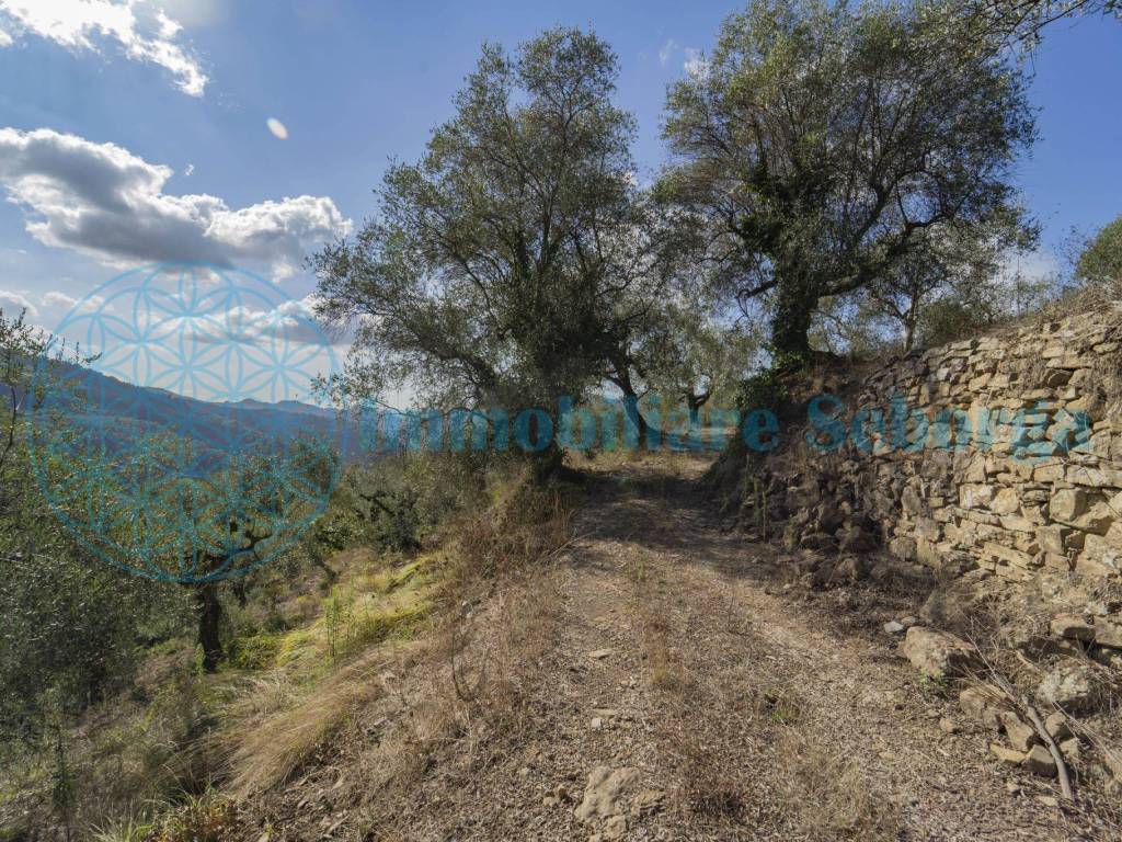 Terreno a Dolceacqua - Foto 5