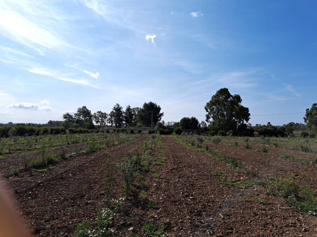 Terreno a Villaspeciosa - Foto 3