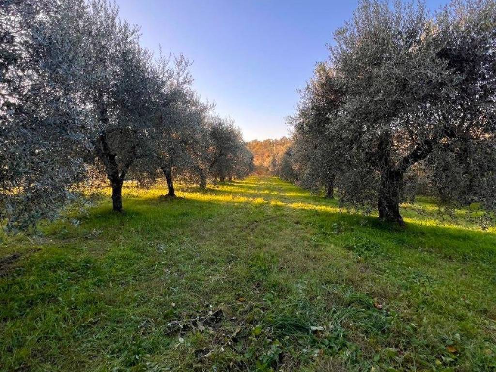 Terreno a Laterina pergine valdarno in Via Nazionale - Foto 3