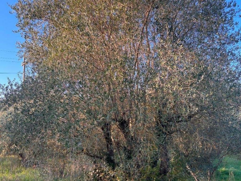 Terreno a Laterina pergine valdarno in Via Nazionale - Foto 5