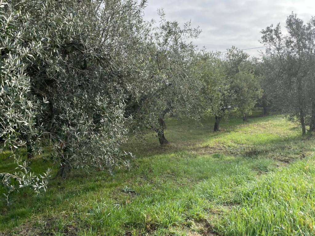 Terreno a Misano adriatico - Foto 2