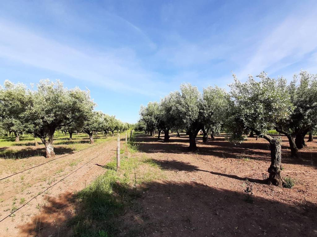 Terreno a Lamezia terme - Foto 2