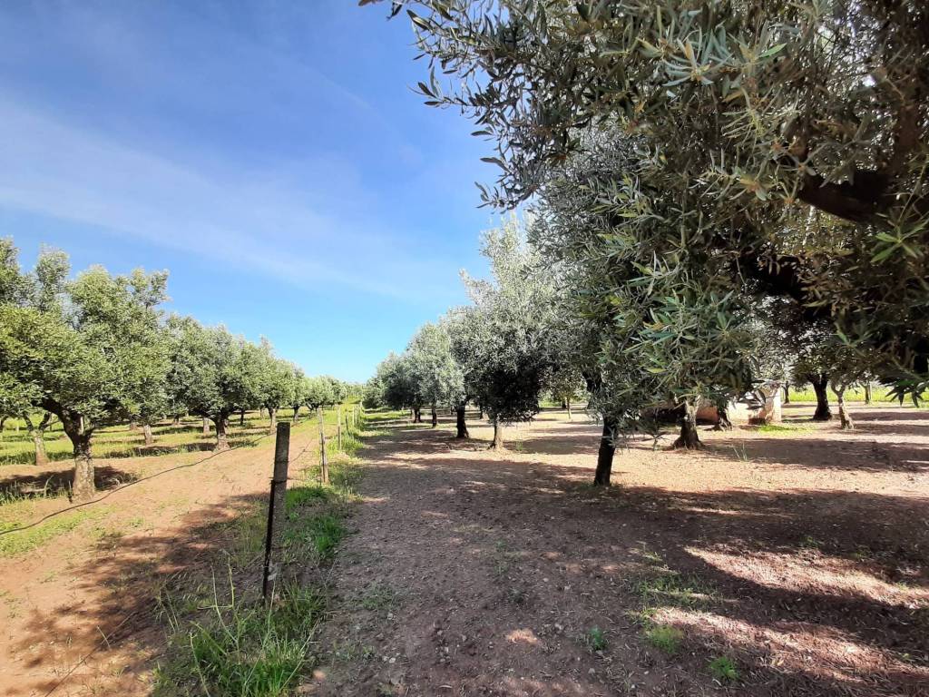 Terreno a Lamezia terme - Foto 3