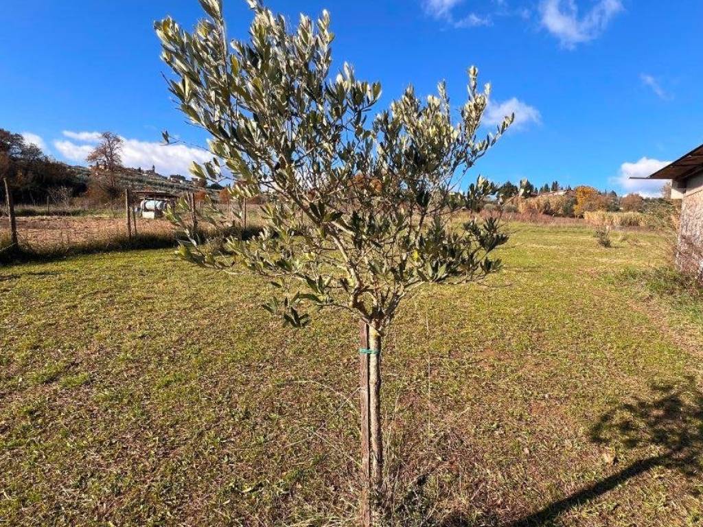 Terreno a Laterina pergine valdarno in Via Vallelunga - Foto 5