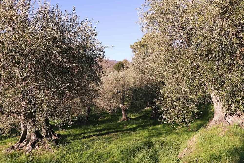 Terreno a Dolceacqua - Foto 4