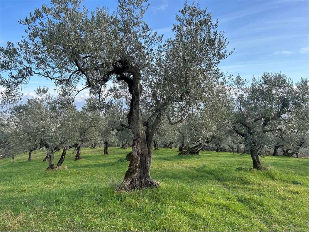Terreno a Bevagna in LOC. MADONNA DELLE GRAZIE - Foto 3