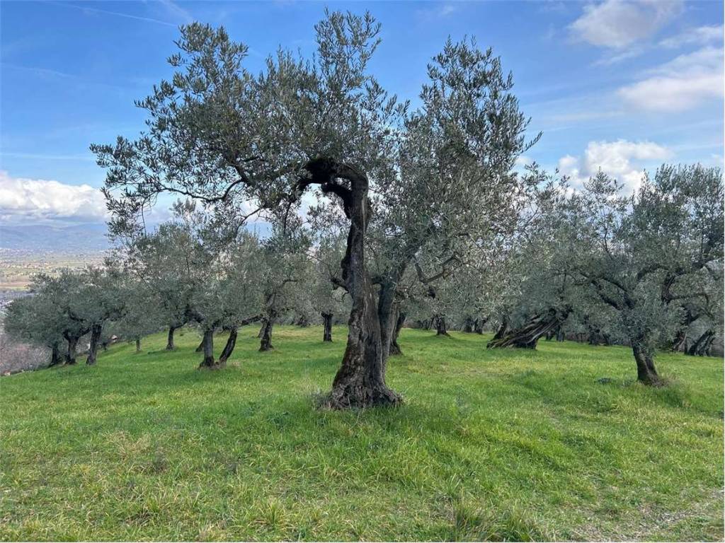 Terreno a Bevagna in LOC. MADONNA DELLE GRAZIE - Foto 4
