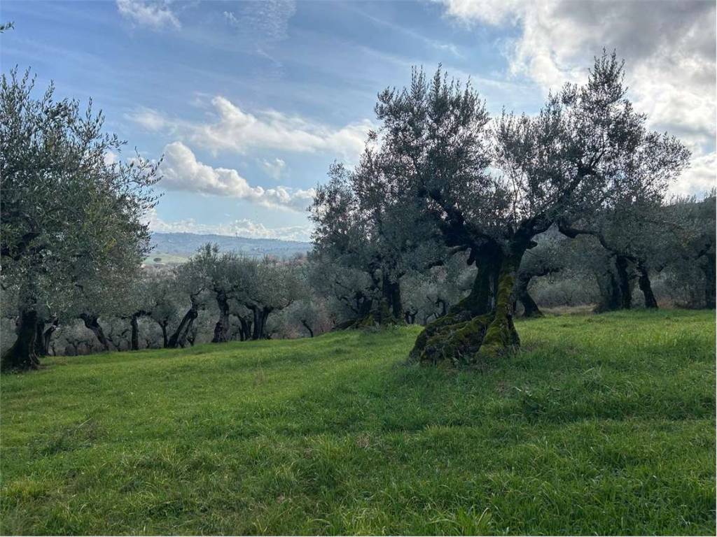 Terreno a Bevagna in LOC. MADONNA DELLE GRAZIE - Foto 5