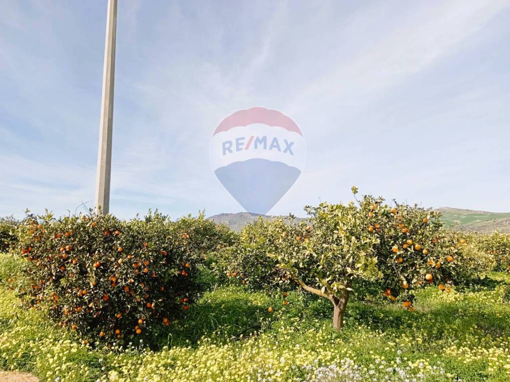 Terreno a Regalbuto in Contrada Miraglia - Foto 4