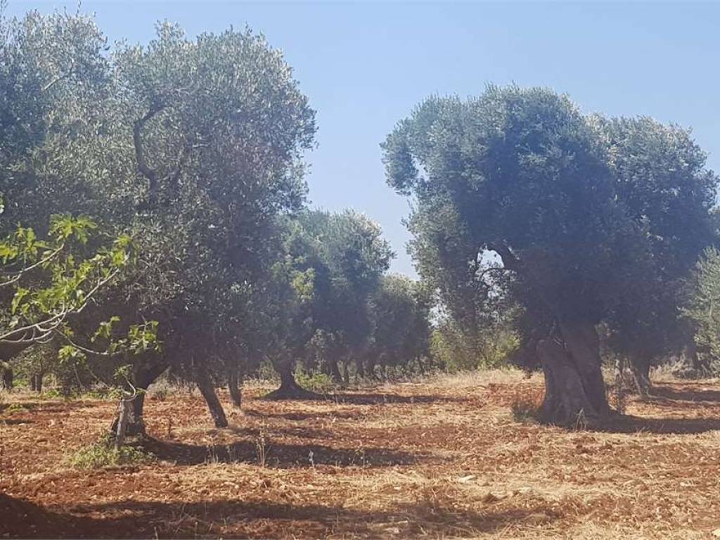 Terreno a Carovigno - Foto 2