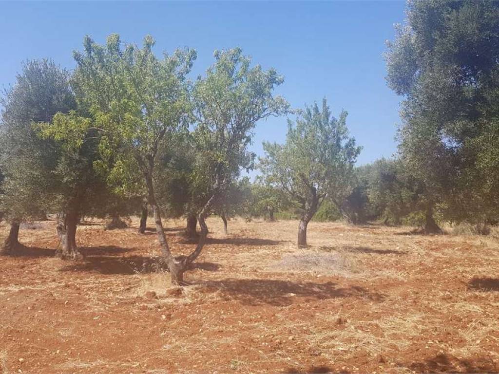 Terreno a Carovigno - Foto 5