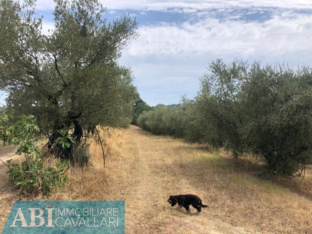 Terreno a Brisighella in VIA RIO CHIE' - Foto 4