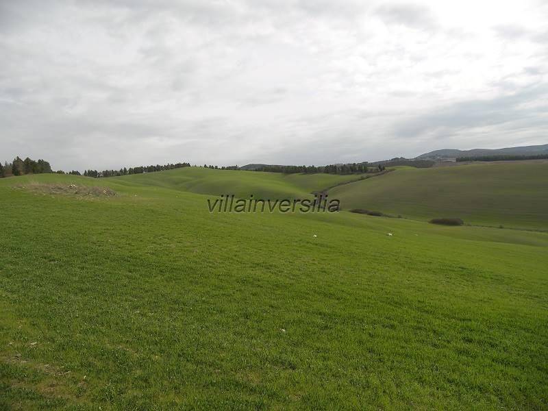 Terreno a Asciano - Foto 3