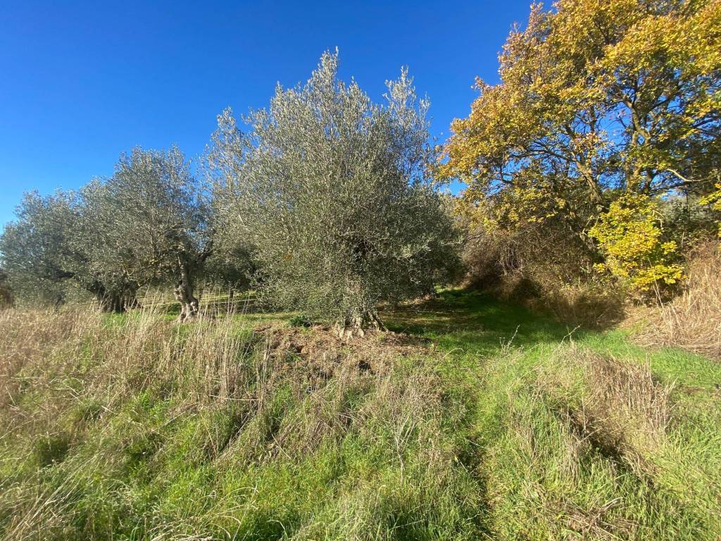 Terreno a Castiglione del lago in Via Pozzuolo - Foto 3