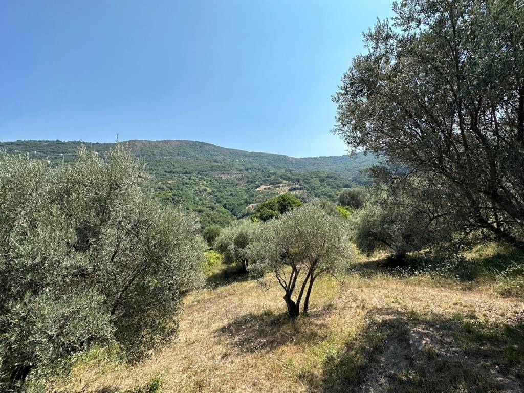 Terreno a Galati mamertino in contrada Nipotelli - Foto 4