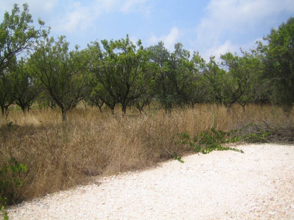 Terreno a Ostuni in Contrada Montelamorte - Foto 3