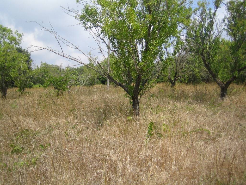 Terreno a Ostuni in Contrada Montelamorte - Foto 5