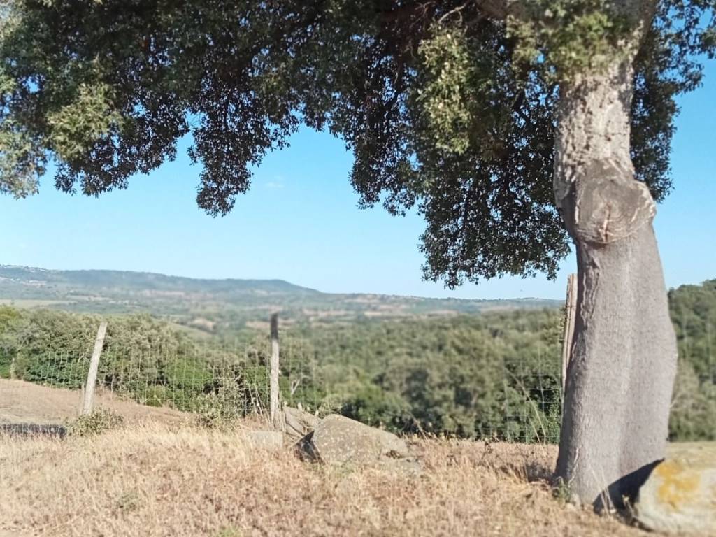 Terreno a Magliano in toscana - Foto 3