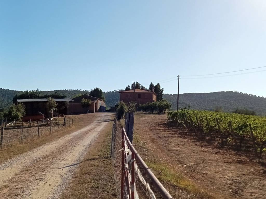 Terreno a Magliano in toscana - Foto 5