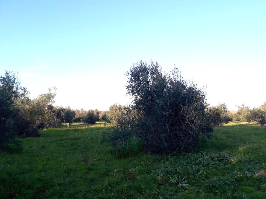 Terreno a Andrano in SP85 - Foto 4