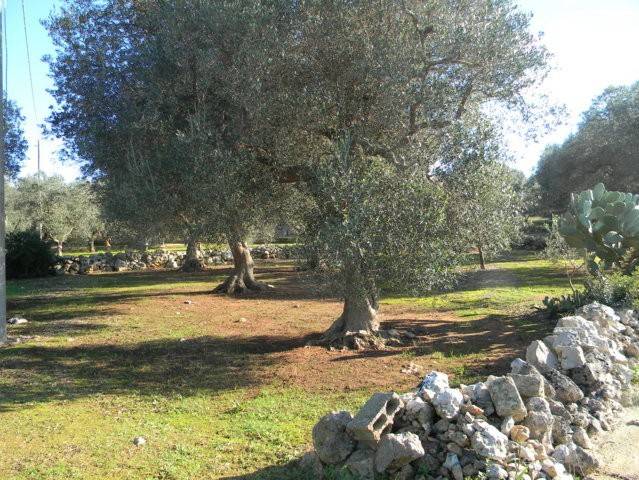 Terreno a Salve - Foto 5