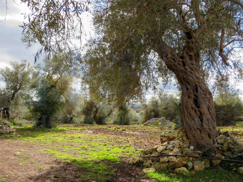 Rustico / casale a Noto - Foto 2