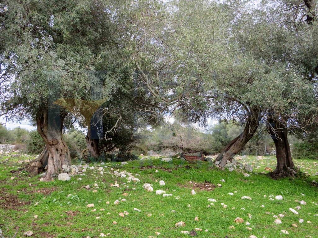 Rustico / casale a Noto - Foto 5