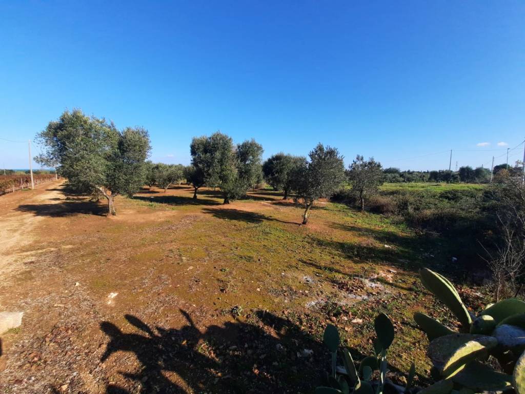 Terreno a Carovigno in Contrada Caselli Morggicchio - Foto 5