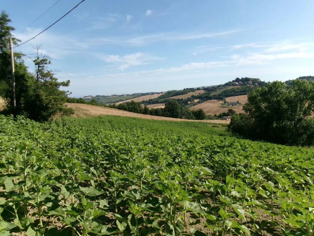 Terreno a Agugliano in Contrada Frasca S.N.C. - Foto 5