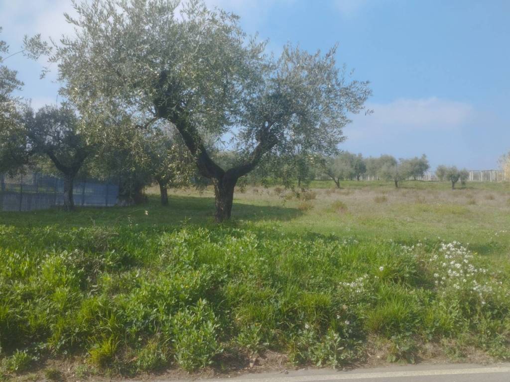 Terreno a Ortona in Strada Comunale Villa Iubatti - Foto 3