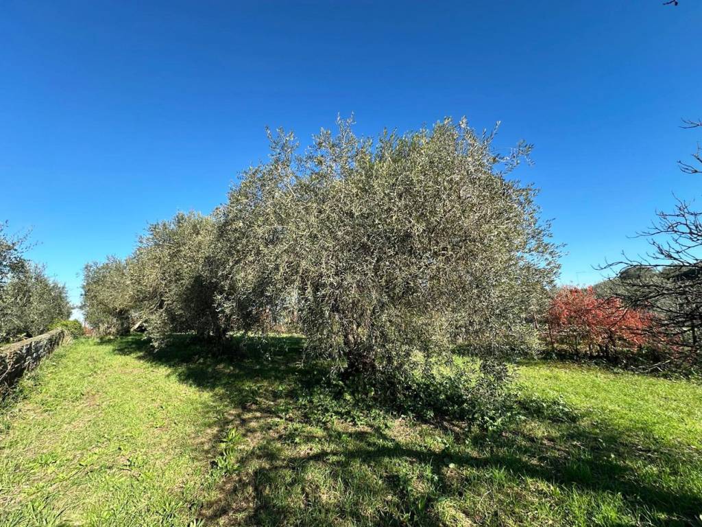 Terreno a Castel sant'elia in Località I Monti , SNC - Foto 2