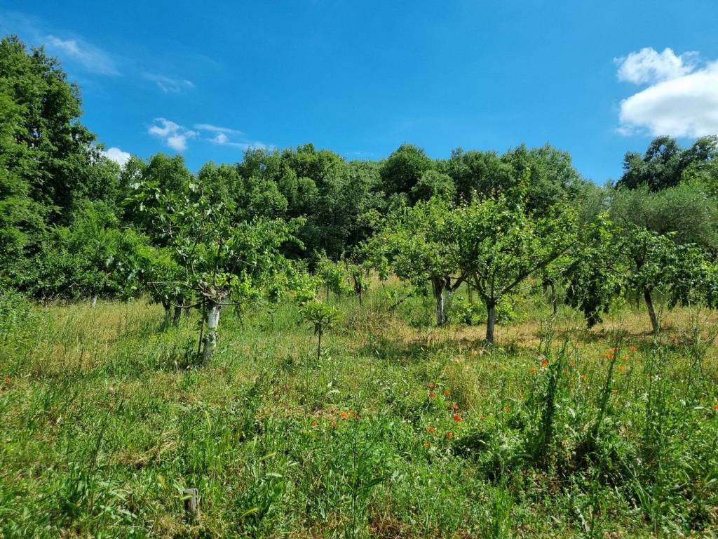 Terreno a Viterbo in Strada Tobia - Foto 2