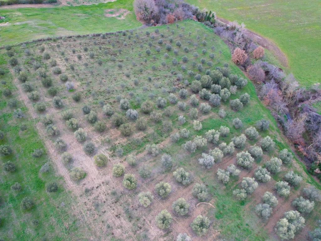 Terreno a Montalto di castro in Strada Provinciale Pescia Romana - Foto 2