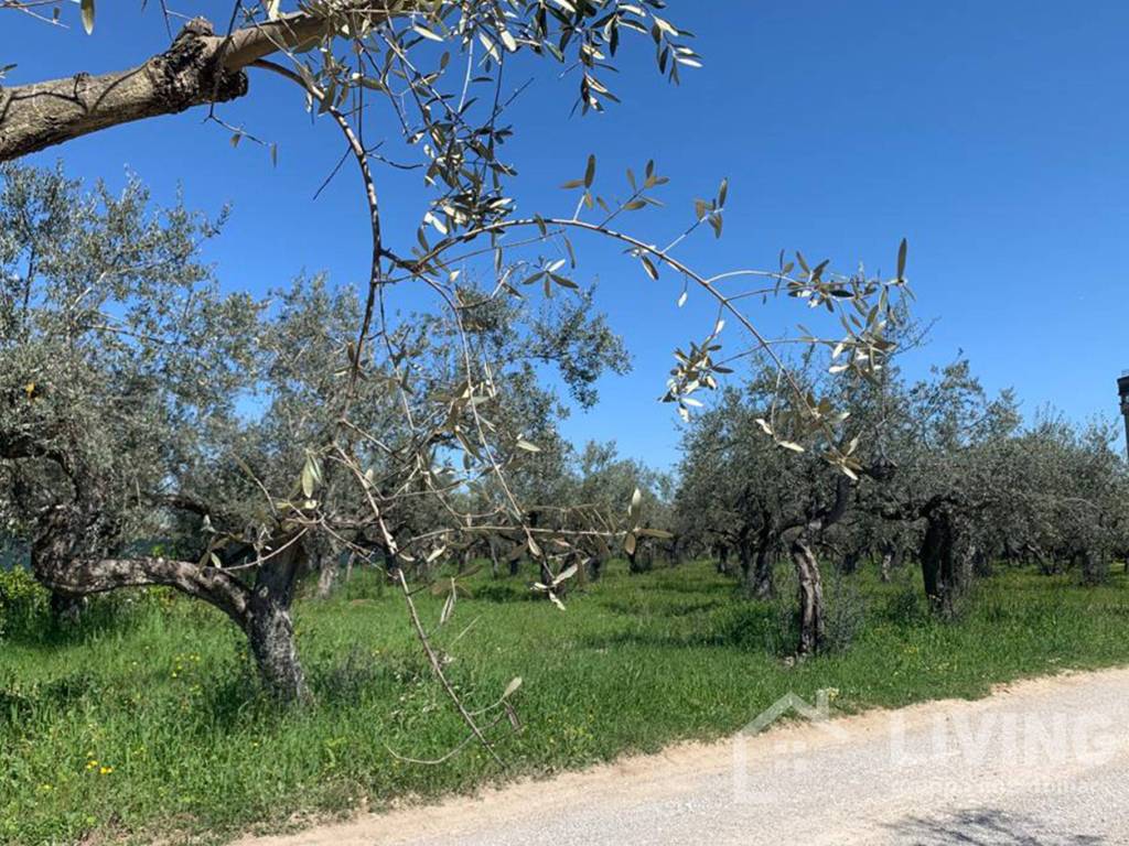 Terreno a Loreto aprutino in Contrada Paterno - Foto 2