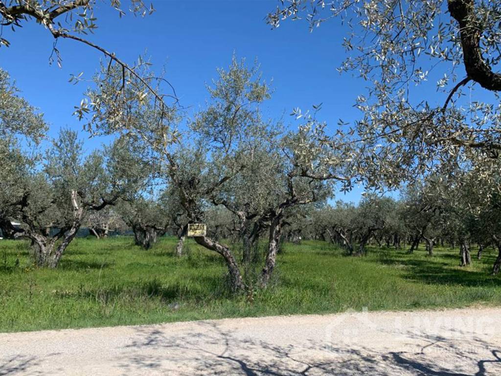 Terreno a Loreto aprutino in Contrada Paterno - Foto 3