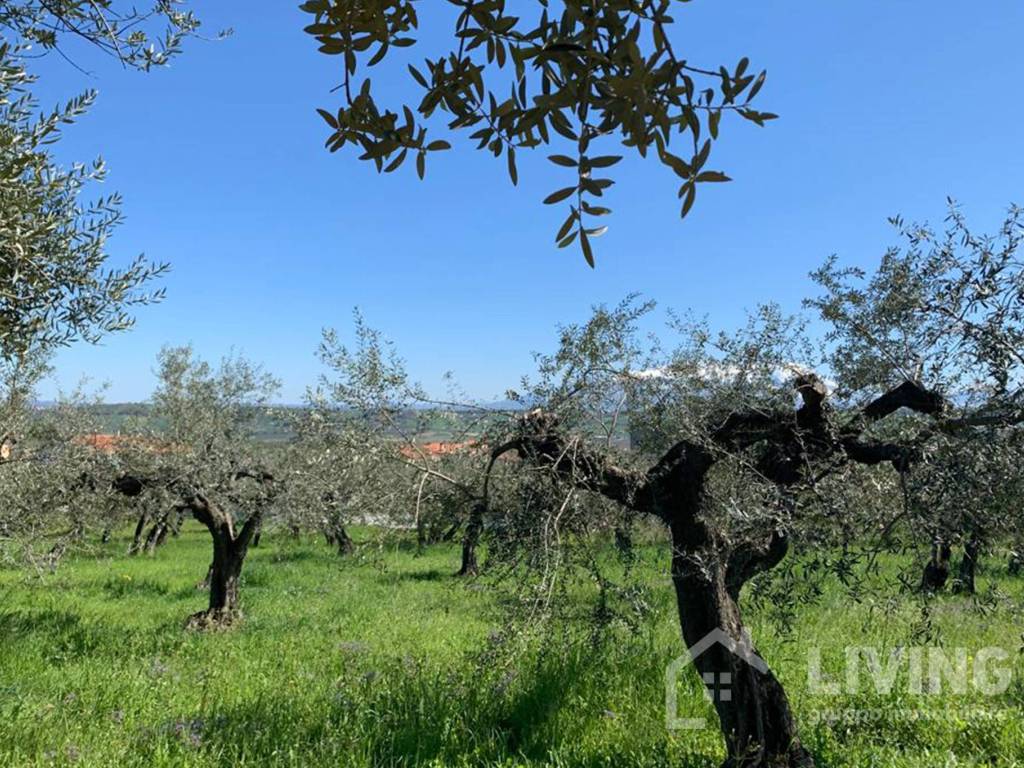 Terreno a Loreto aprutino in Contrada Paterno - Foto 4