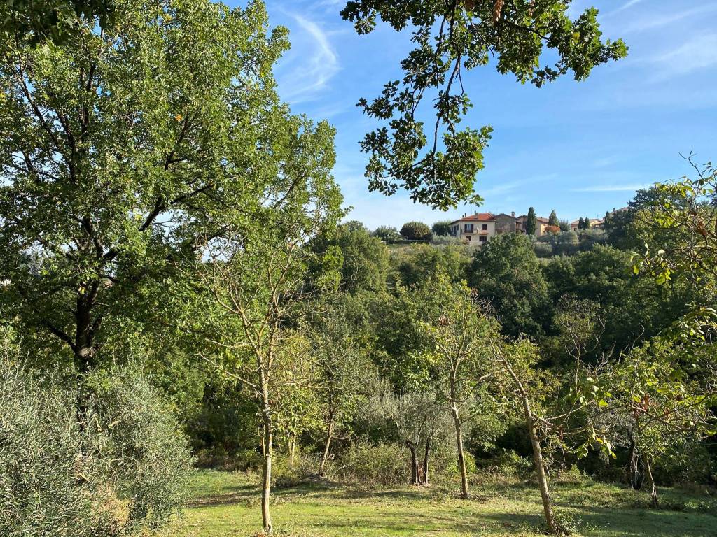 Terreno a Paciano in Località Pietreto - Foto 3