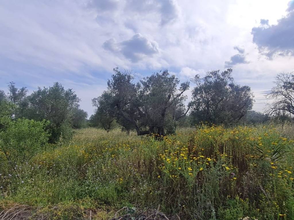 Terreno a Zollino in Via Madonna di Loreto - Foto 5