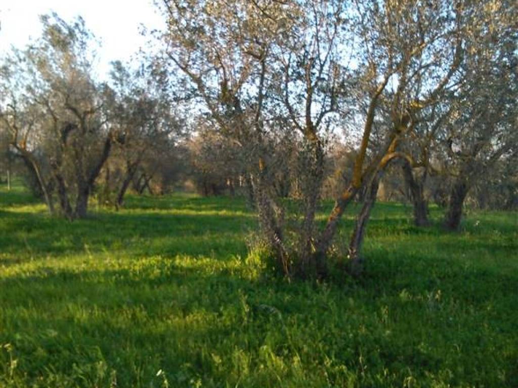 Rustico / casale a Vetralla - Foto 2