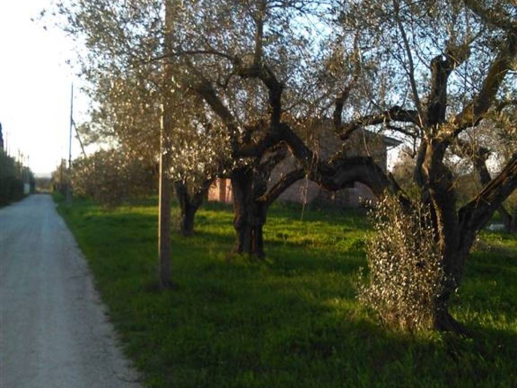 Rustico / casale a Vetralla - Foto 3