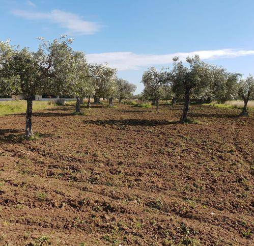 Terreno a Castelvetrano in Marinella Di Selinunte - Foto 3