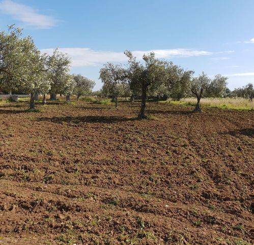 Terreno a Castelvetrano in Marinella Di Selinunte - Foto 5