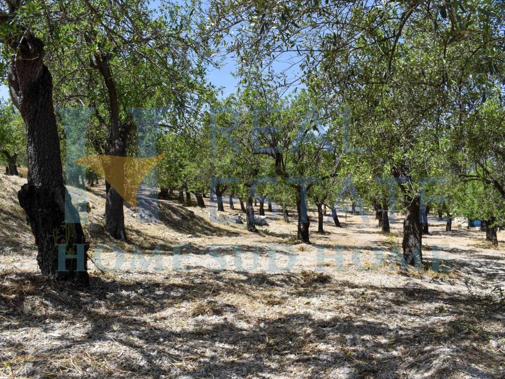 Terreno a Noto in Via Tommaso Fazello, 228 - Foto 3